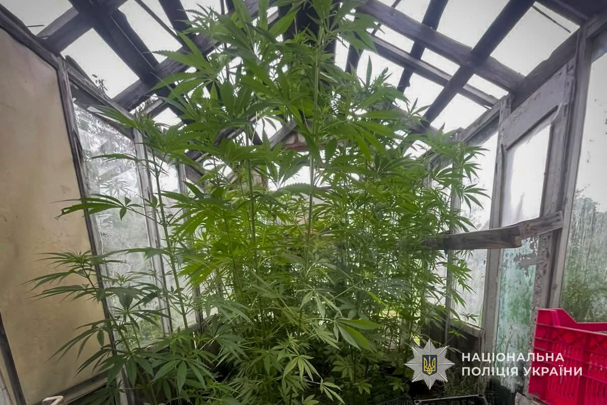 У рамках всеукраїнської операції правоохоронці Сумщини викрили 8 наркоторговців та вилучили понад тисячу рослин коноплі